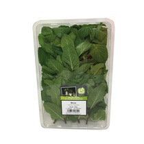 Minze frisch 150g/Schale