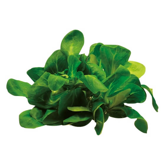 Feldsalat DE 150g/Schale EP