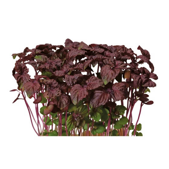 Kresse Daikonkresse rot/Sakura Cress NL