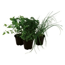 Topfkräuter Mix 1 DE 3Basilikum 1Peters. 1Kerbel. 1Minze