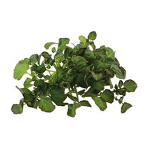 Hippo Tops NL 200g/Schale