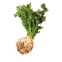 Sellerie mit Grün 1 Stück KL1 EP