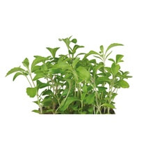 Kresse Honig-Kresse NL