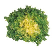 Friseesalat DE KL1 EP