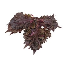 Shiso Leaves Purple NL 15Stück/Schale