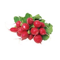 Radieschen NL mit Grün EP