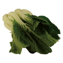 Pak Choi NL 3,5kg