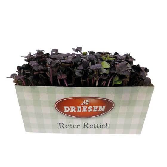 Rettich Kresse Rot DE