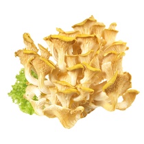 Limonenseitlinge / Zitronenseitling NL KL1 1kg