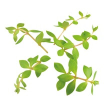 Gangnam Tops NL 50 Stück