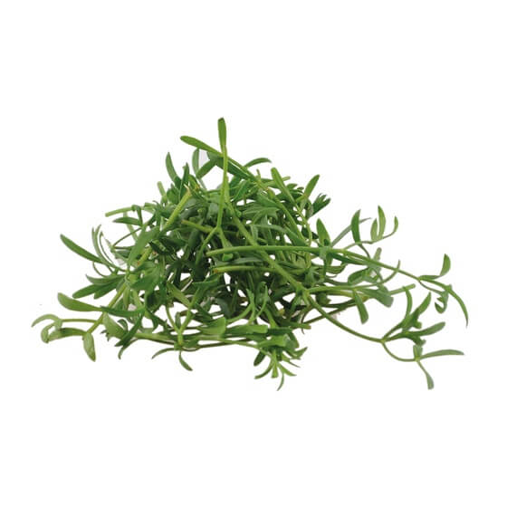 Sea Fennel NL 50g/Schale