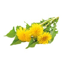 Löwenzahn Gelb/Weiß FR KL1