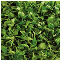 Feldsalat geputzt, handverlesen 1kg Funken