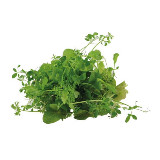 Salad Pea/Crazy Pea NL 100g/Schale