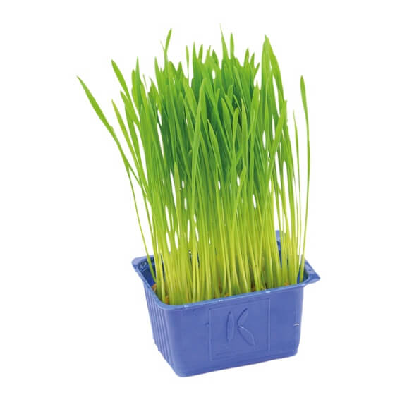 Wheat Grass Weizenkeime