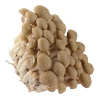 Shimeji-Pilze / Buchenpilze  NL 100g